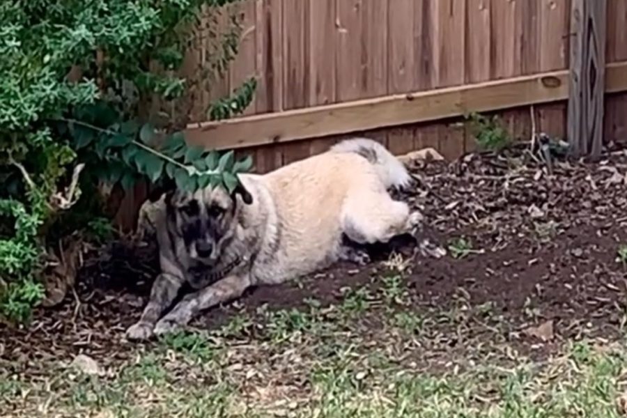 Gamba Plays in the Dirt After a Bath