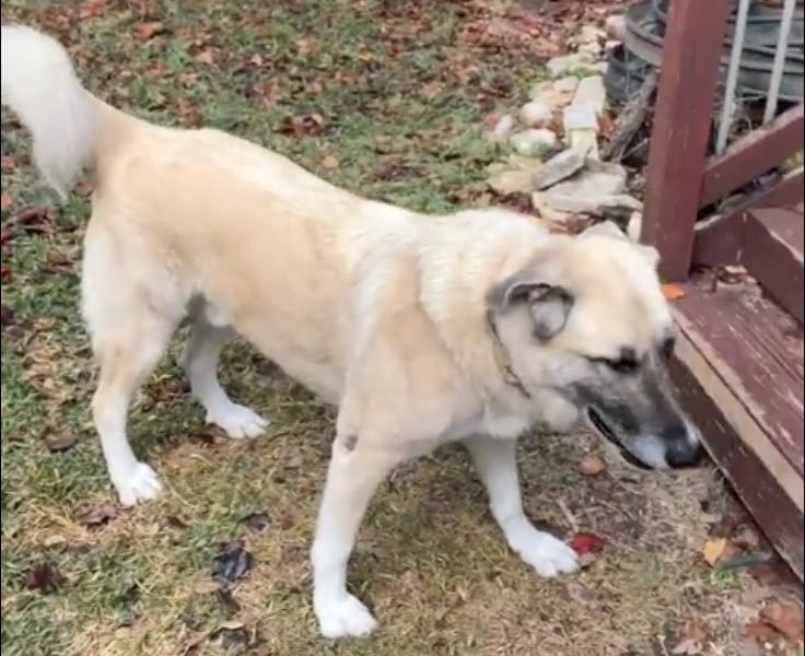 Gamba Playing in the Backyard