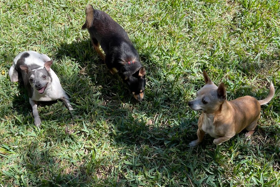 Nena’s Three Chihuahuas Find Homes