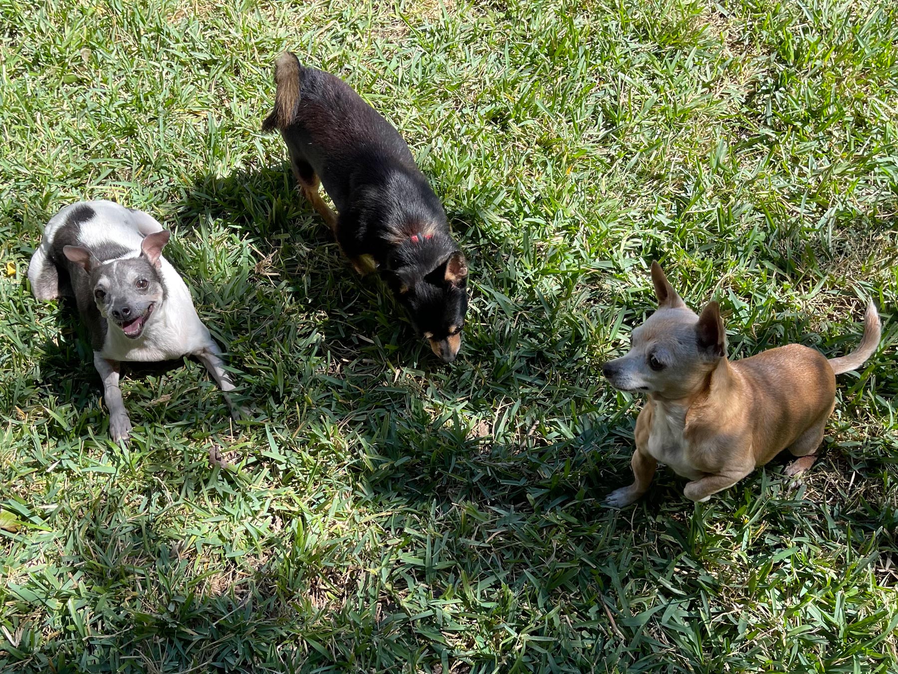 Nena’s Three Chihuahuas Find Homes